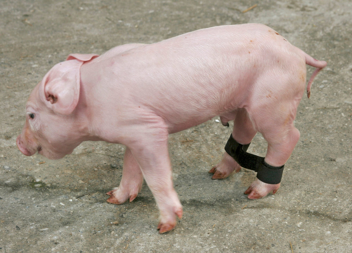 Kerbl Ferkelspreizbänder (12 St.) 22891