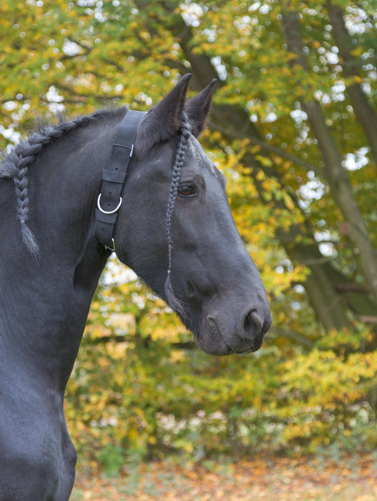 Kerbl Artikel 32340 im Online Shop kaufen