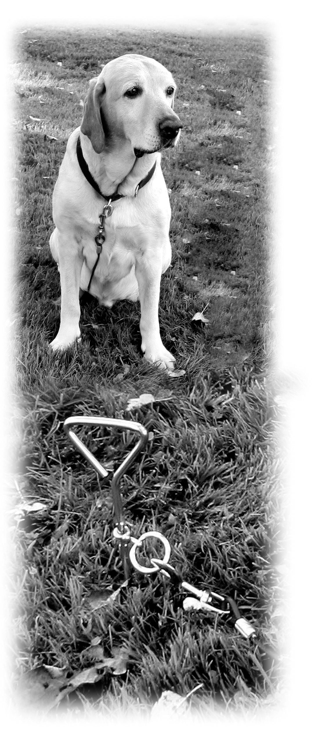 Kerbl Artikel 83543 im Online Shop kaufen