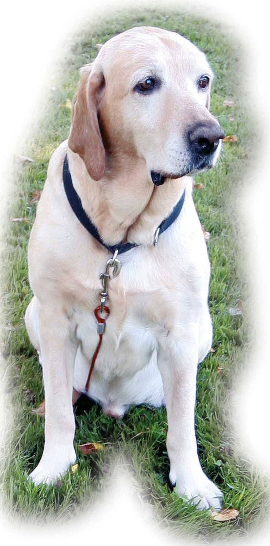 Kerbl Artikel 83544 im Online Shop kaufen