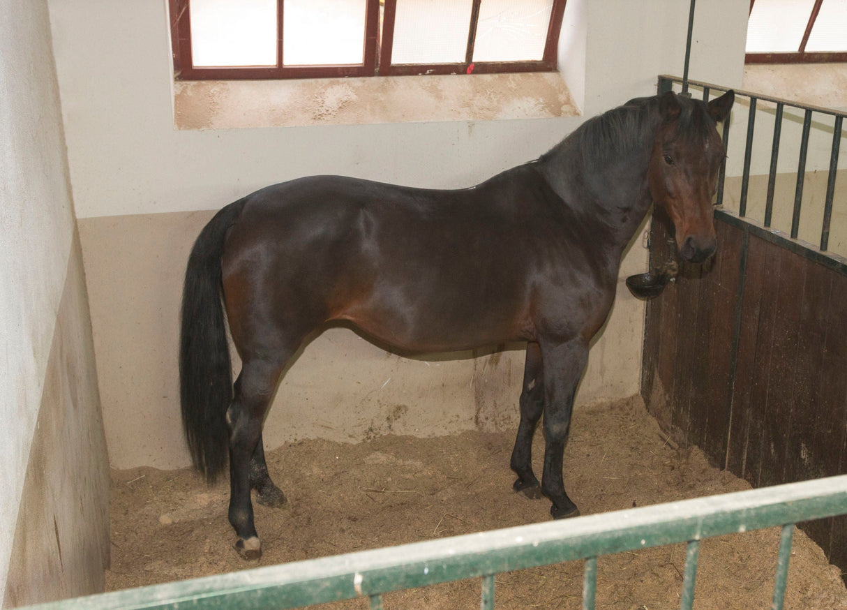 Kerbl IPCam 2.0/HD 10810