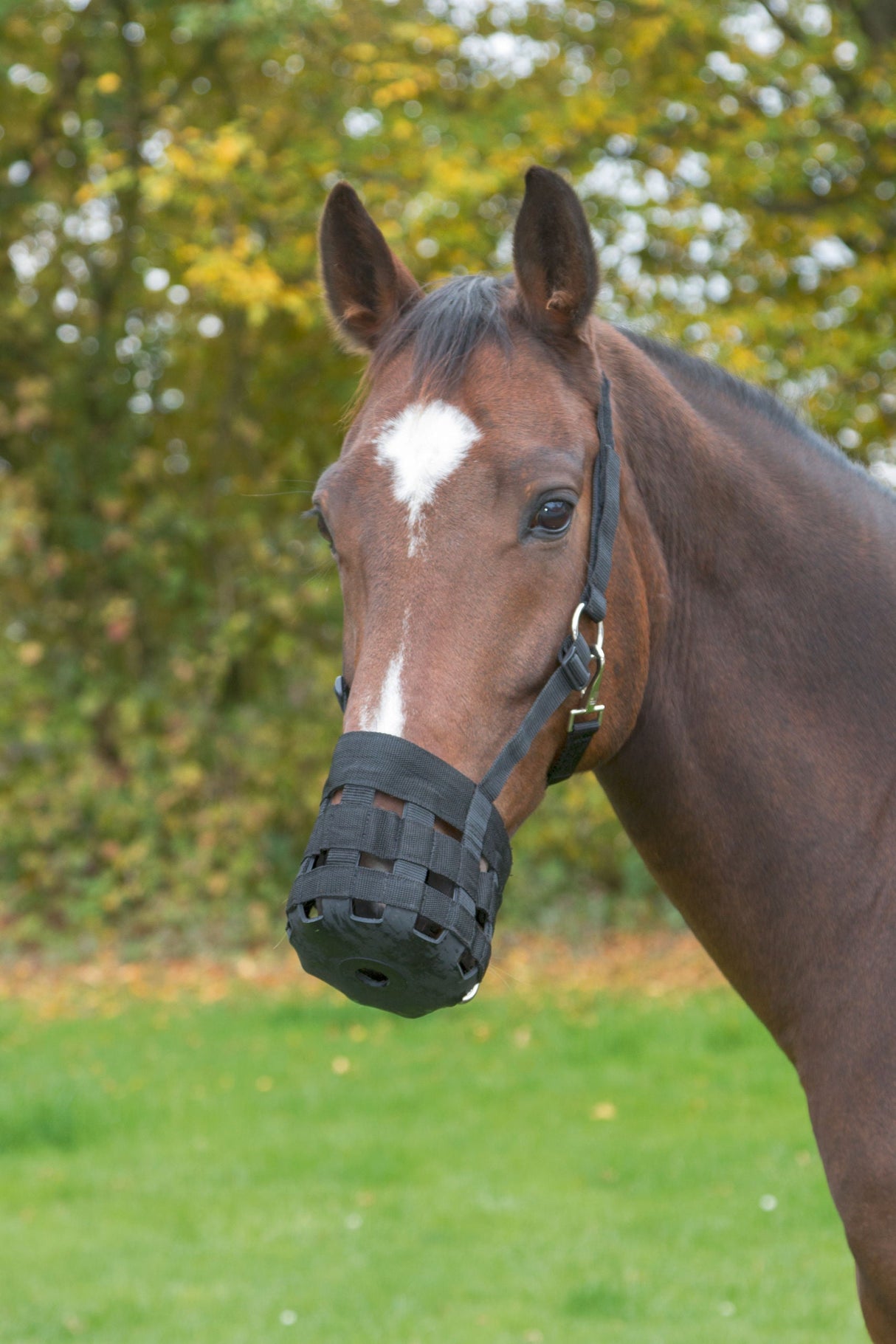 Kerbl Artikel 321625 im Online Shop kaufen