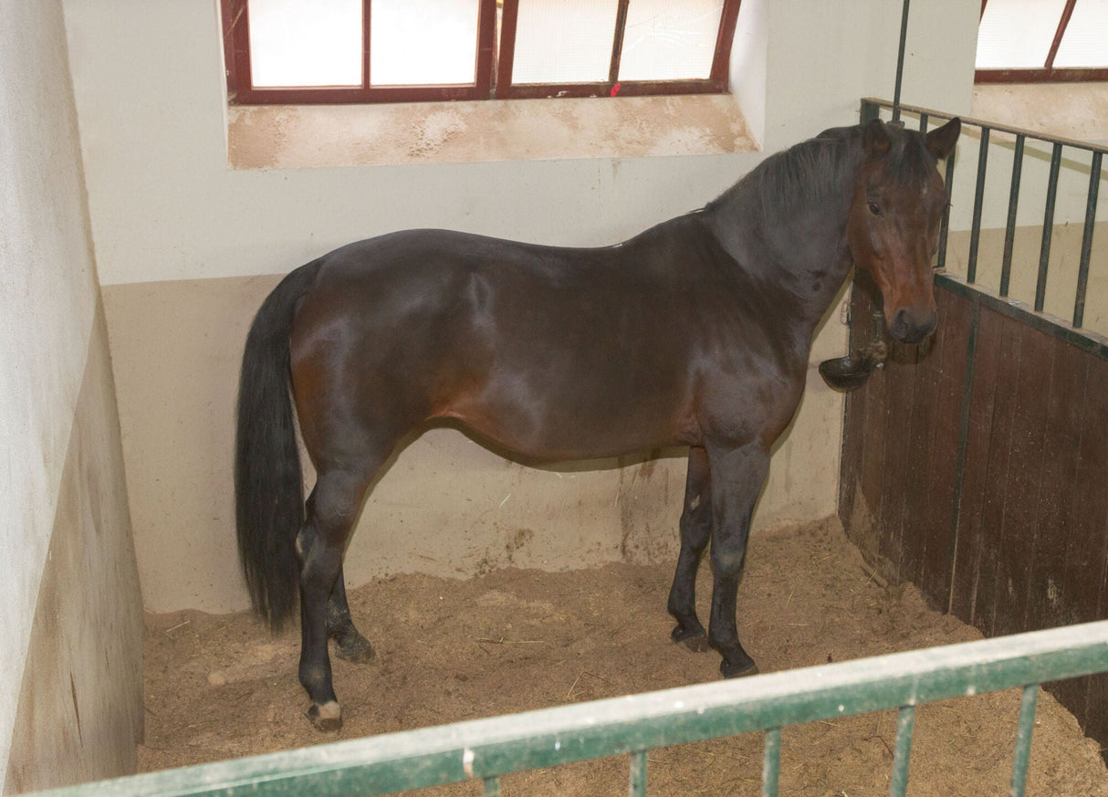 Kerbl IPCam 2.0/HD 10810