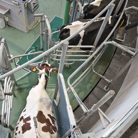 Indoor milker AutoRotor Magnum 40