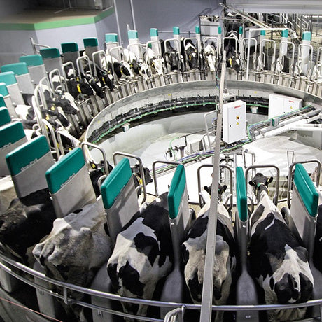 DairyProQ automatic milking parlor