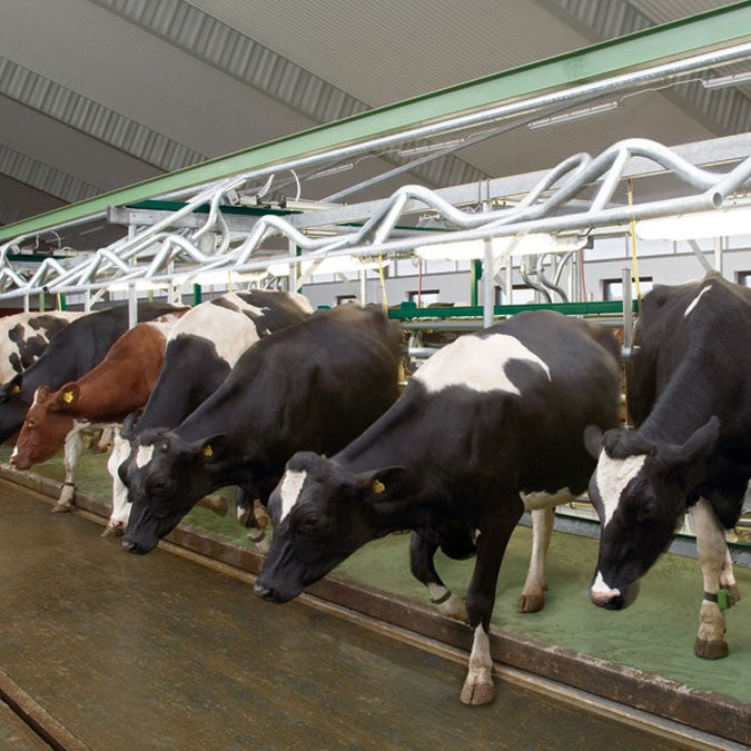 Herringbone milking parlor EuroClass 1200/1200RE