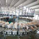 GEA Innenmelker Melkkarussell für Ziegen und Schafe