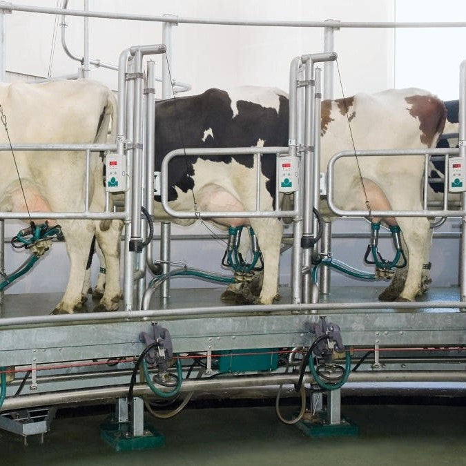 Indoor milker AutoRotor Magnum 40