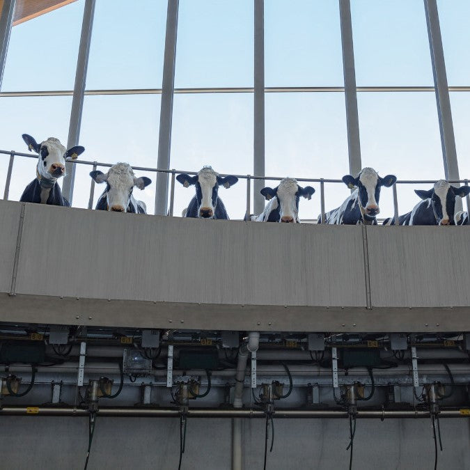 GEA Außenmelker DairyRotor T8900