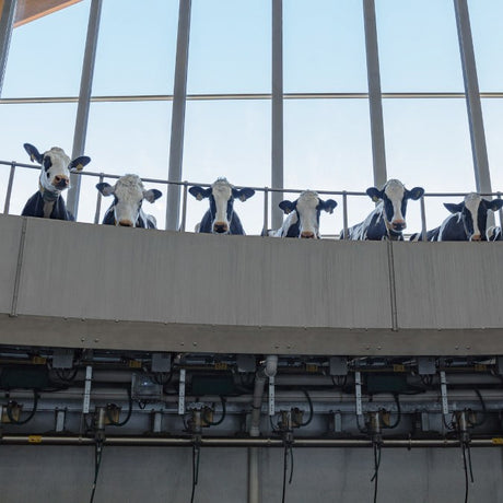 GEA Außenmelker DairyRotor T8900