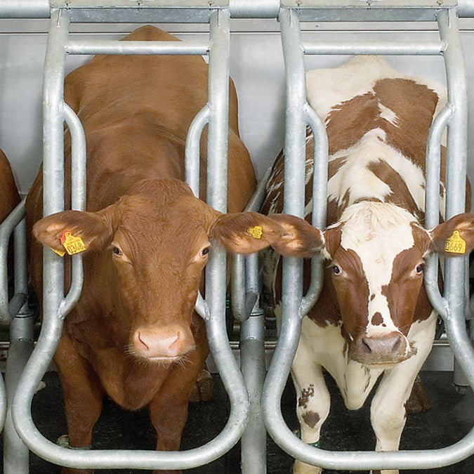 Side-by-side milking parlor Global 90i