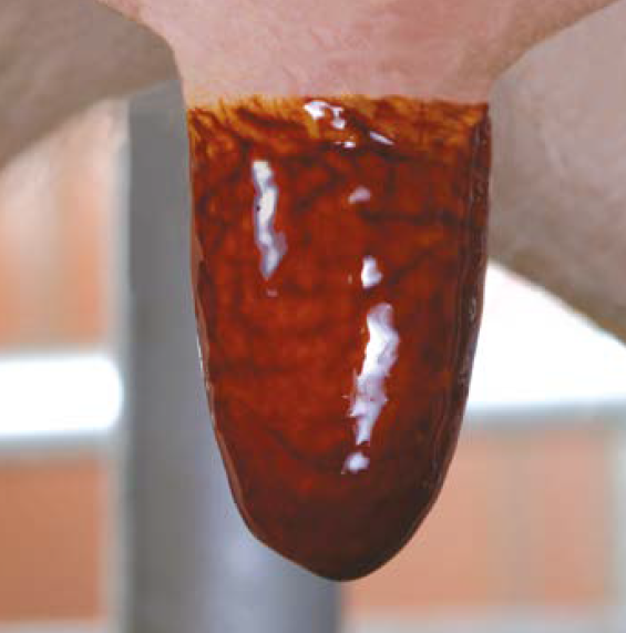 GEA LuxDip 50 Lite jodhaltiges Zitzendippmittel 200 kg 7724-5525-000 (77245525000)