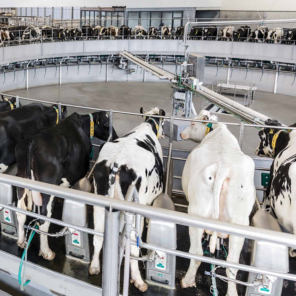 GEA Außenmelker DairyRotor T8900