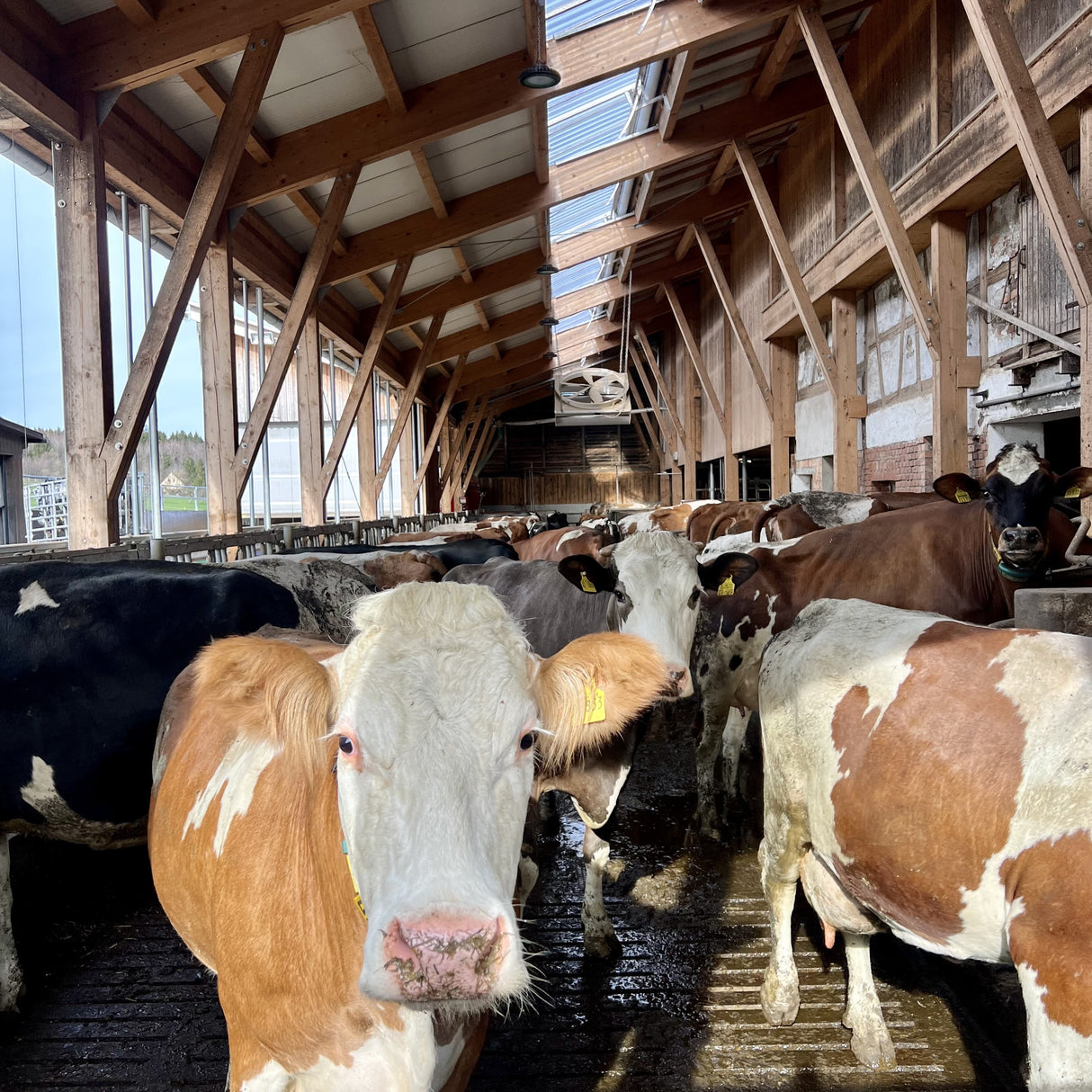 Royal de Boer ECV Fan Ventilator