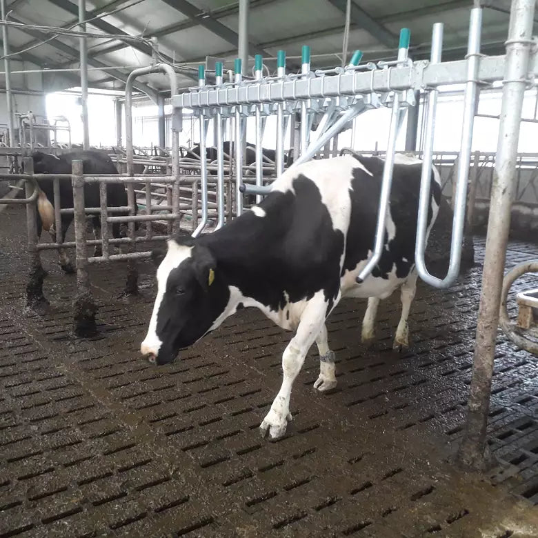 Royal de Boer Fingergate