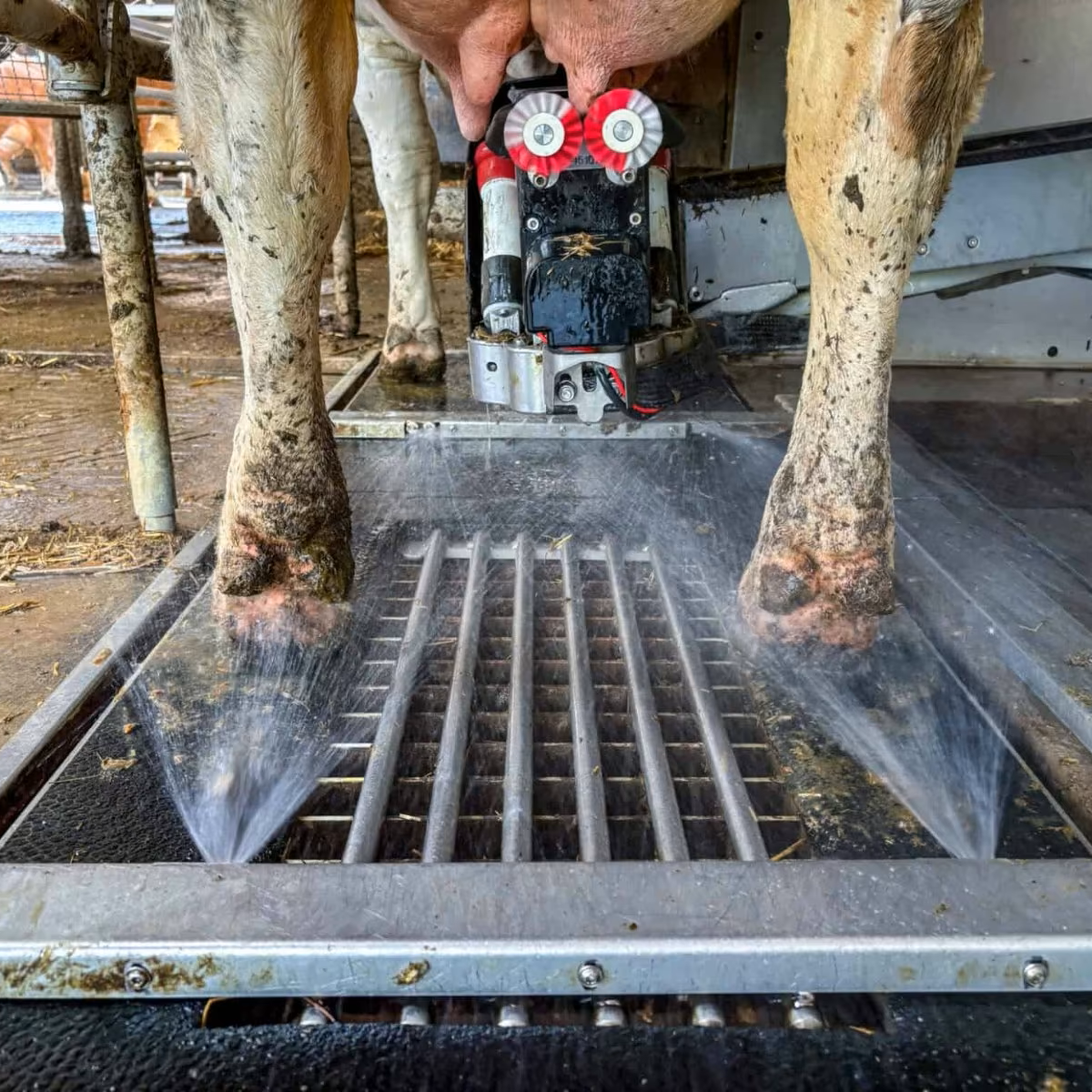 MK:N Liesl Klauenwaschanlage Melkroboter / Futterstation