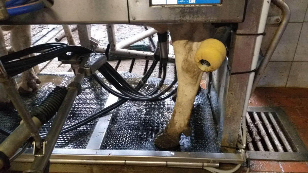 MK:N Liesl Klauenwaschanlage Melkroboter / Futterstation