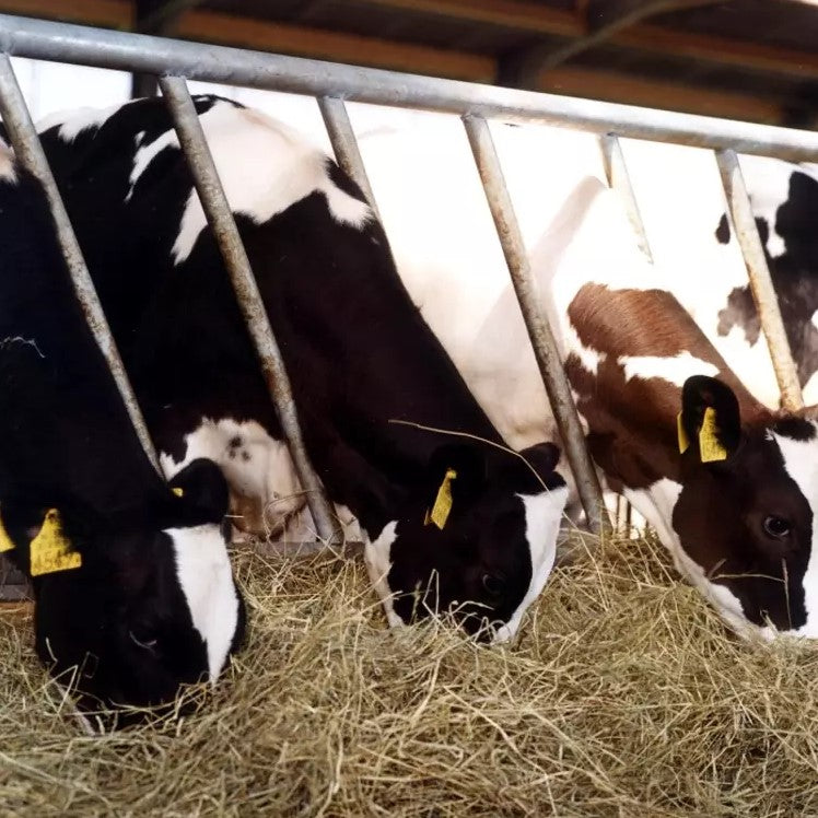 Diagonal feeding fence for young cattle