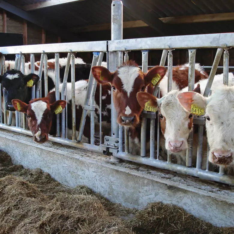 Self-catching feeding fence for young cattle
