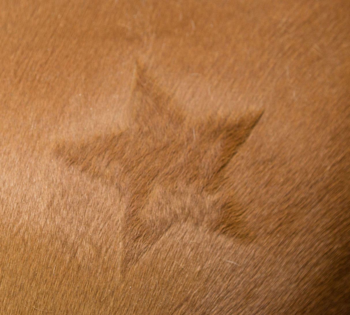 Kerbl Artikel 321900 im Online Shop kaufen