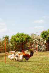 Kerbl Geflügelnetz 50mtr., 106cm Doppelspitze, orange, el.leite 1 Stück 292271