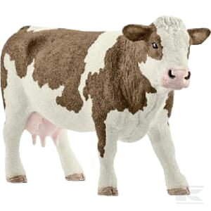 Simmental cow