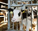 Kerbl Viehsaugentwöhner SuckStop Müller, für Großvieh, 2 Stk 1 Blister 13142/2