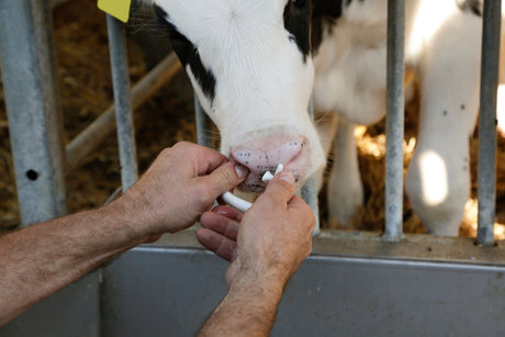 Kerbl Viehsaugentwöhner SuckStop Müller, für Großvieh, 2 Stk 1 Blister 13142/2
