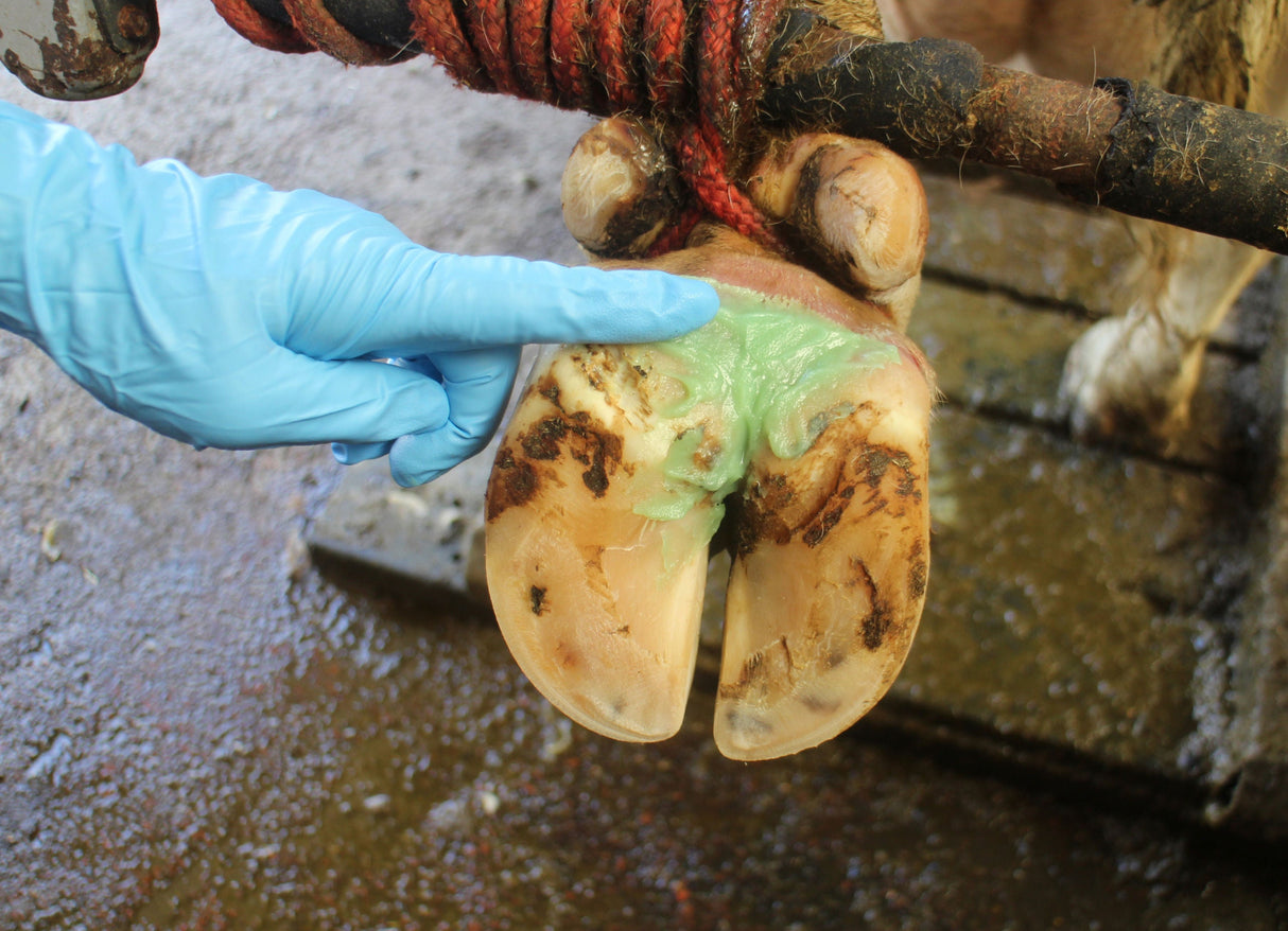 Kerbl Artikel 16363 im Online Shop kaufen