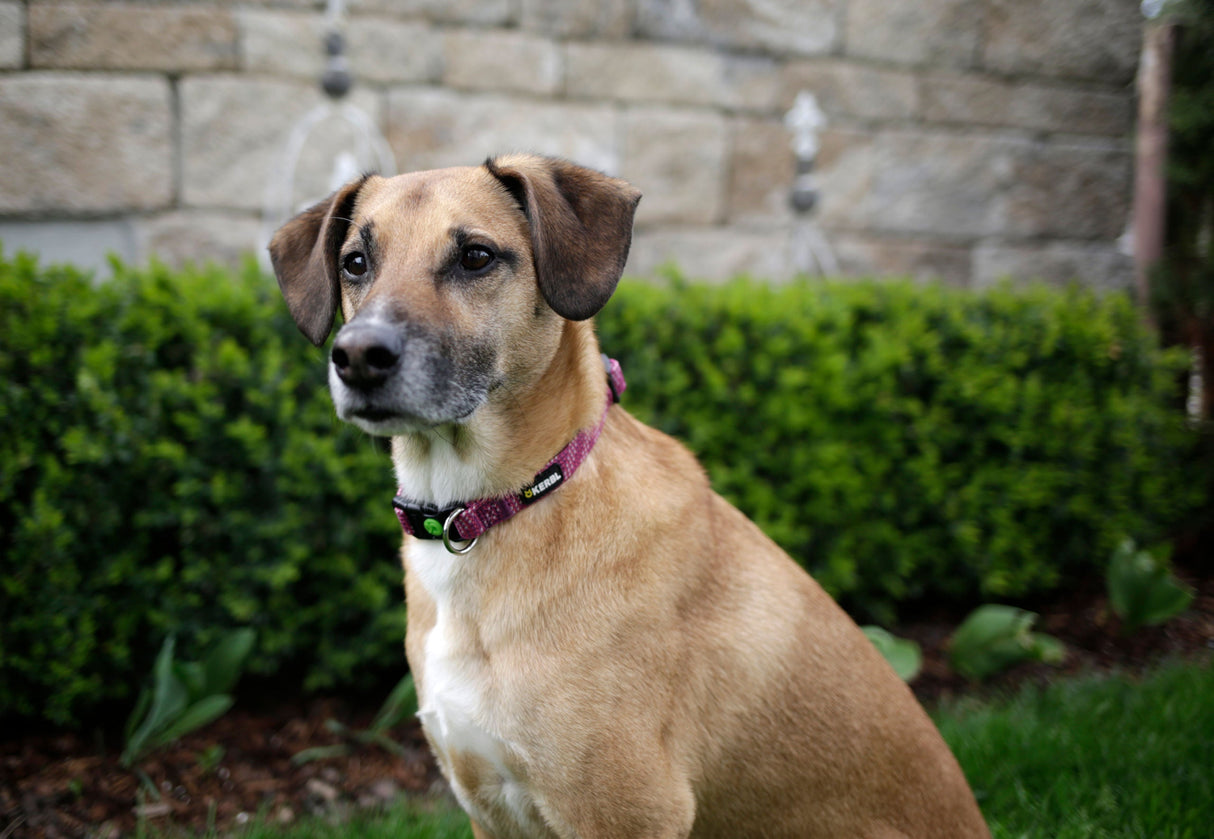 Kerbl Artikel 80237 im Online Shop kaufen