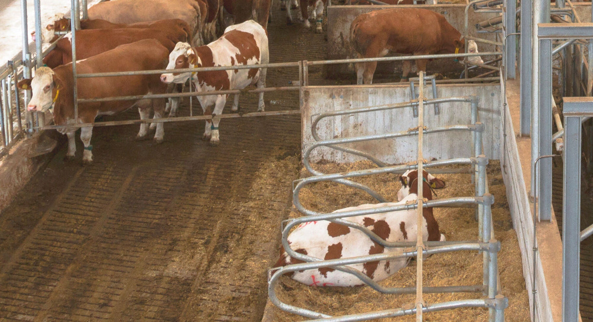 Kerbl IPCam 2.0/HD 10810