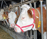 Kerbl Artikel 12613 im Online Shop kaufen