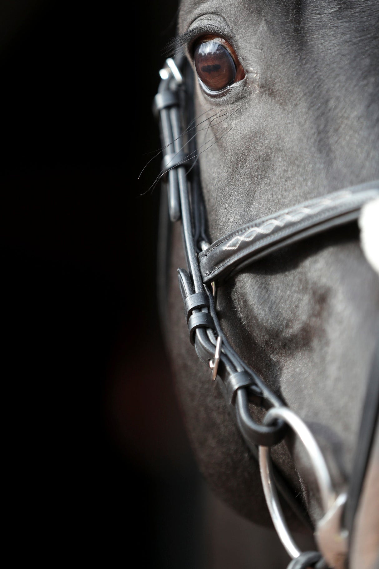 Kerbl Trensenzaum Cancun schwarz, Pony 1 Stück 3297734