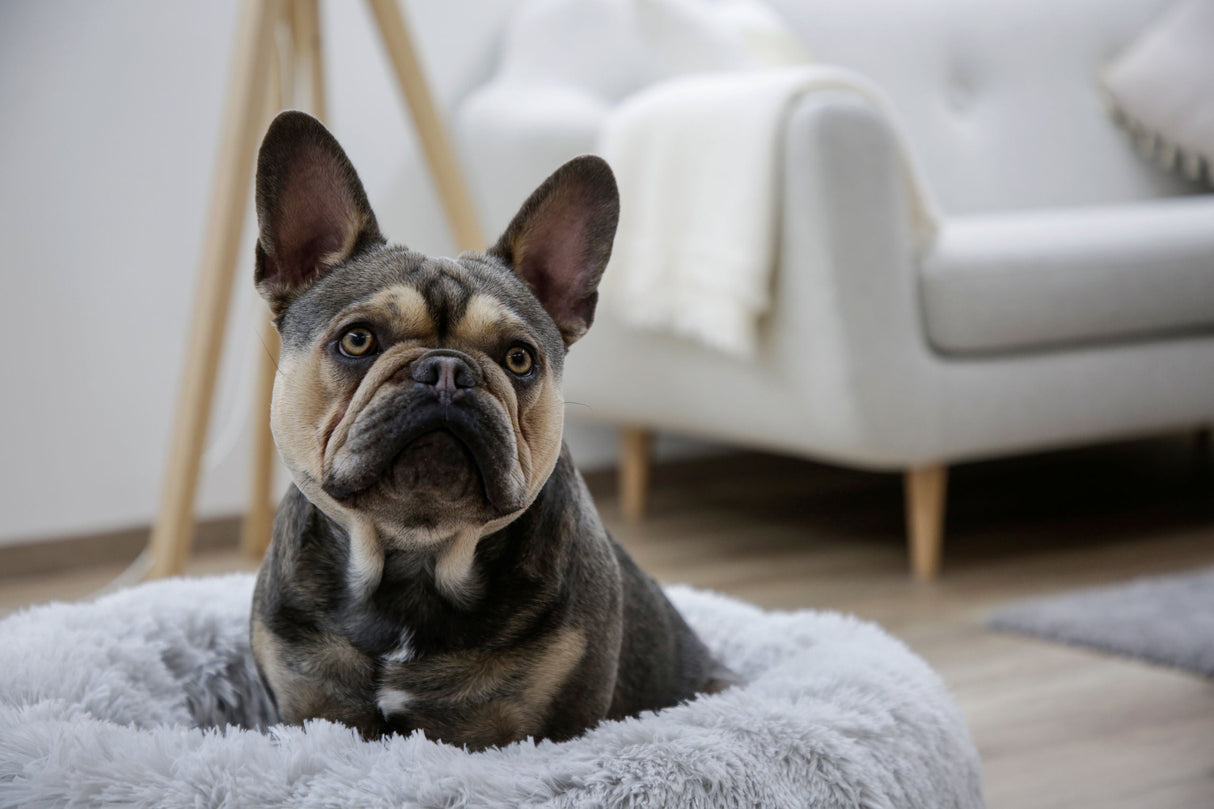 Kerbl Artikel 80423 im Online Shop kaufen