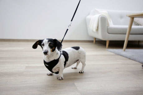 Kerbl Artikel 80677 im Online Shop kaufen