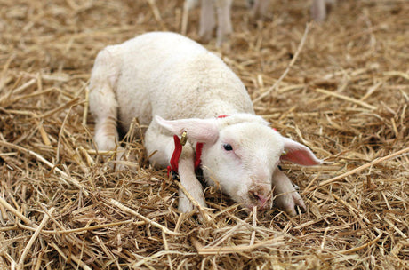 Kerbl Immobilisierungsbogen, GAMBREL restrainer, klein, rot 27475