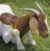 Kerbl Immobilisierungsbogen, GAMBREL restrainer, groß, gelb 27476