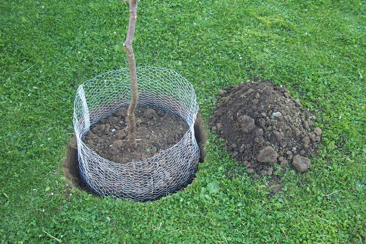 Kerbl Wühlmauskorb, klein, 35cm 291171