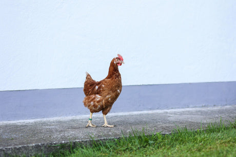 Kerbl Spiralring,16mm,grün, Kunstst. zu 20 St. im Pack 72102