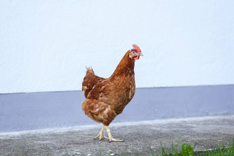 Kerbl Kunststoffclip 16 mm, farblich gemischt, 5x 20 St. im Blister 72352