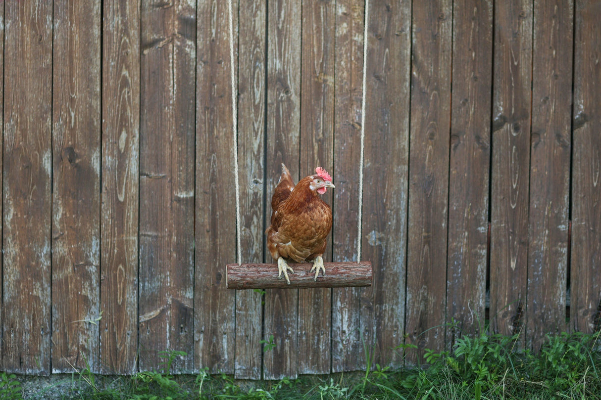 Kerbl Hühnerschaukel 39 x Ø 5cm 1 Stück 73141