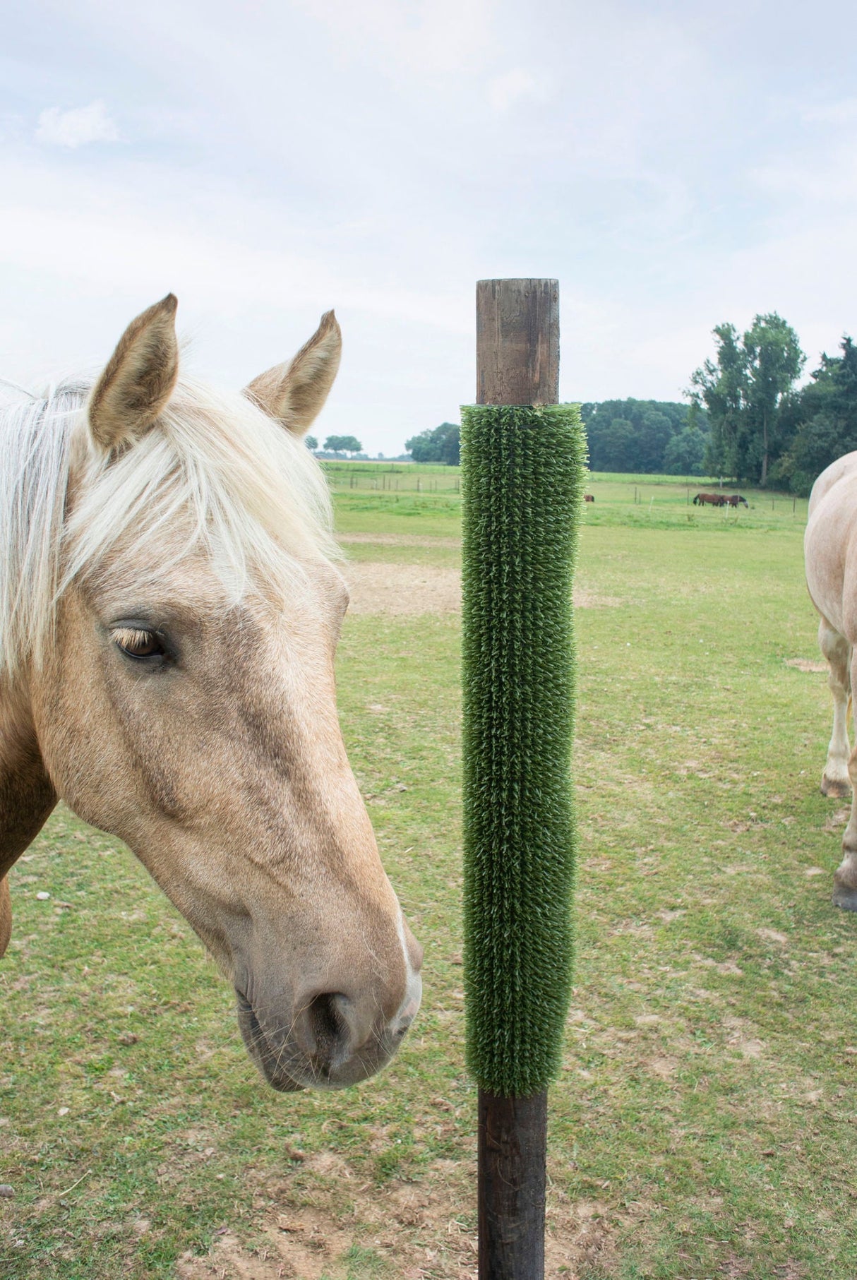 Kerbl Kratz- und Reinigungsmatte KratzPad 40x60 cm 3282838