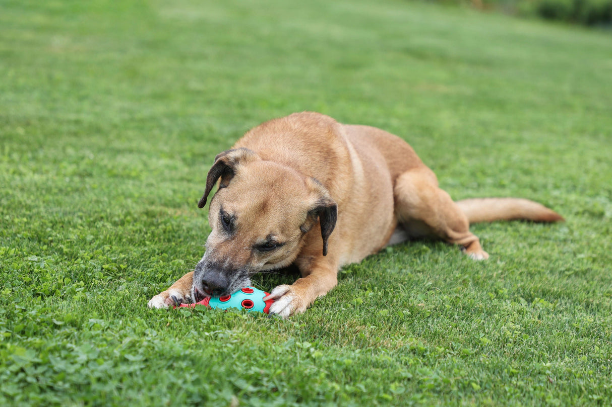 Kerbl Artikel 80986 im Online Shop kaufen