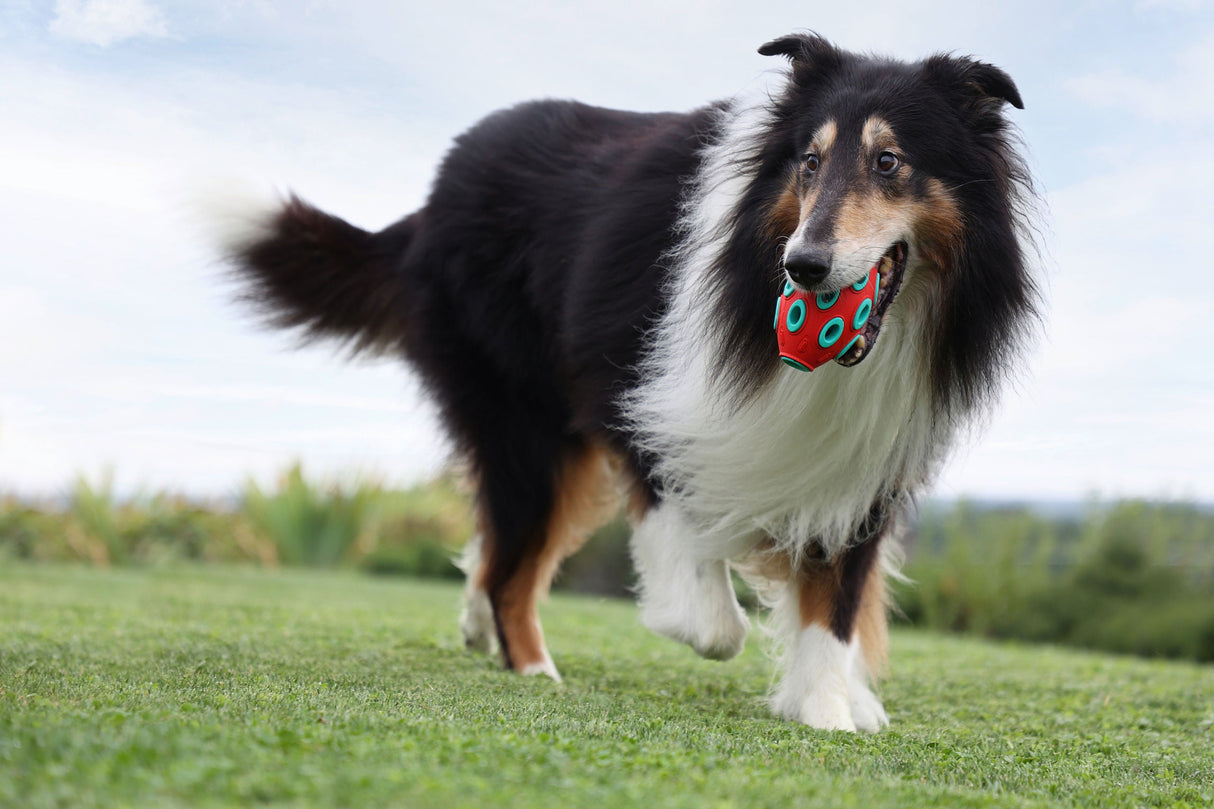 Kerbl Artikel 80985 im Online Shop kaufen