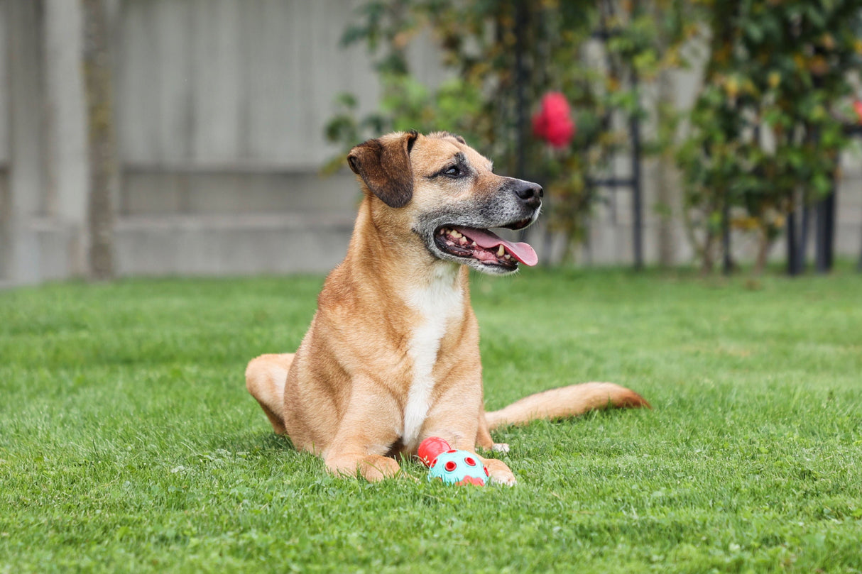 Kerbl Artikel 80986 im Online Shop kaufen