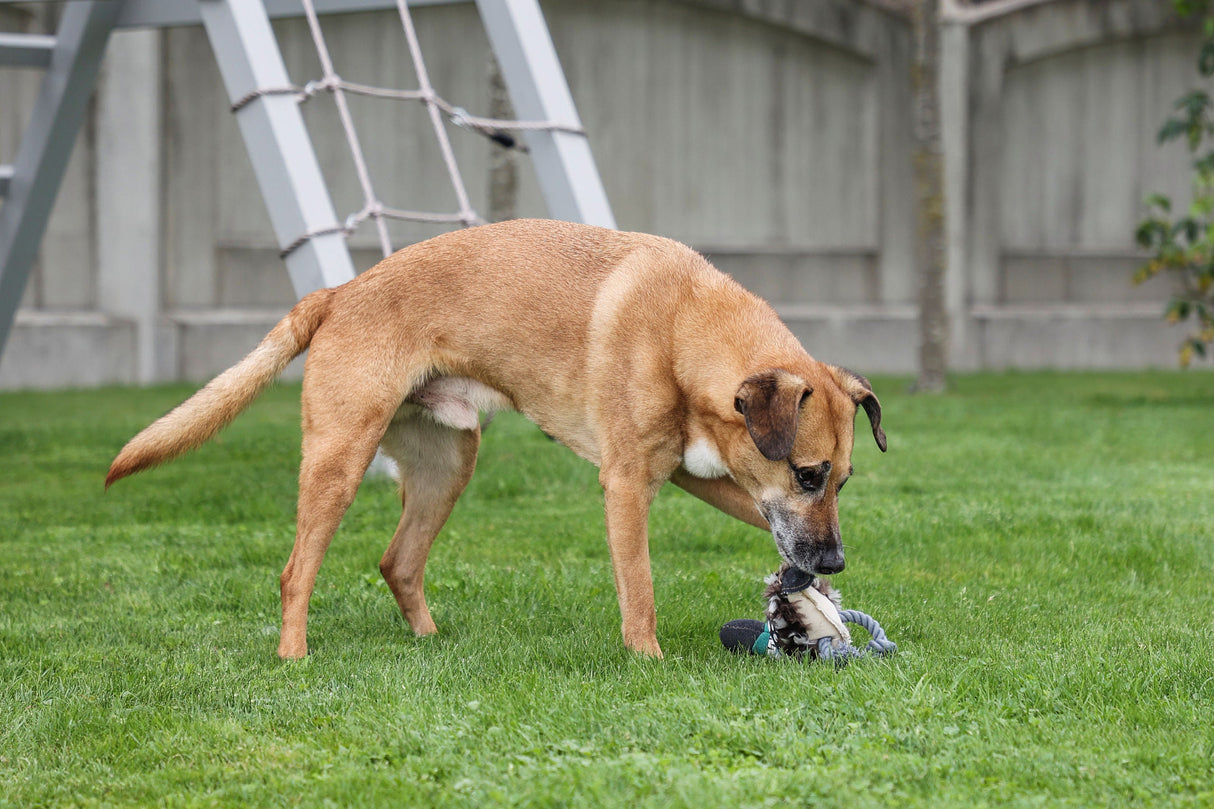 Kerbl Artikel 80736 im Online Shop kaufen