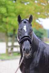 Kerbl Halfter ClassicSoft cappuccino, Gr. Shetty 3224762