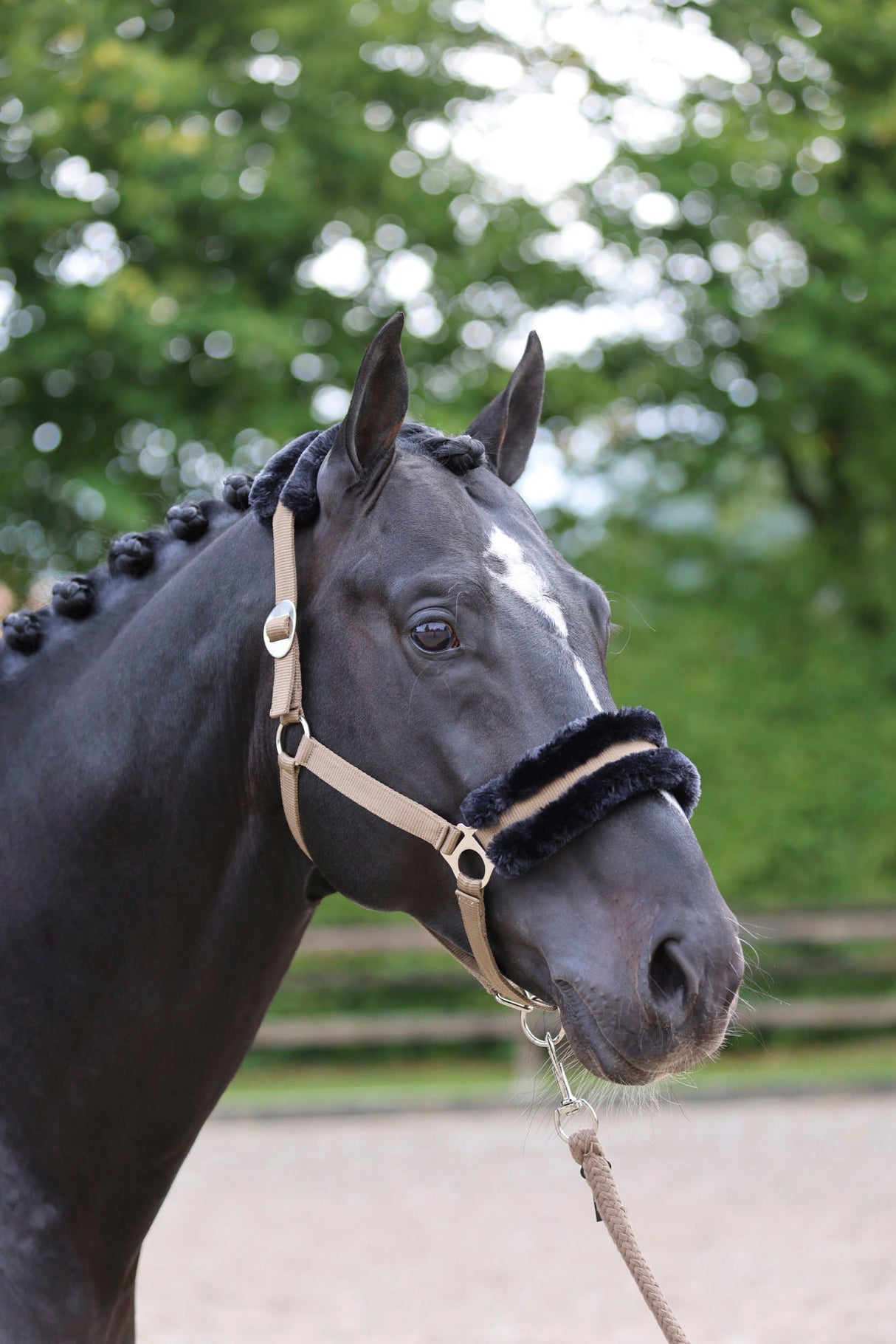 Kerbl Halfter ClassicSoft cappuccino, Gr. Shetty 3224762