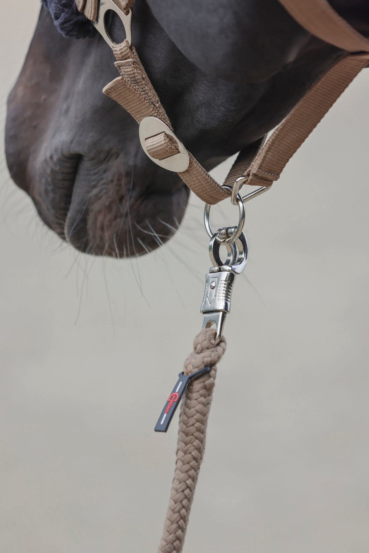 Kerbl Halfter ClassicSoft cappuccino, Gr. Shetty 3224762