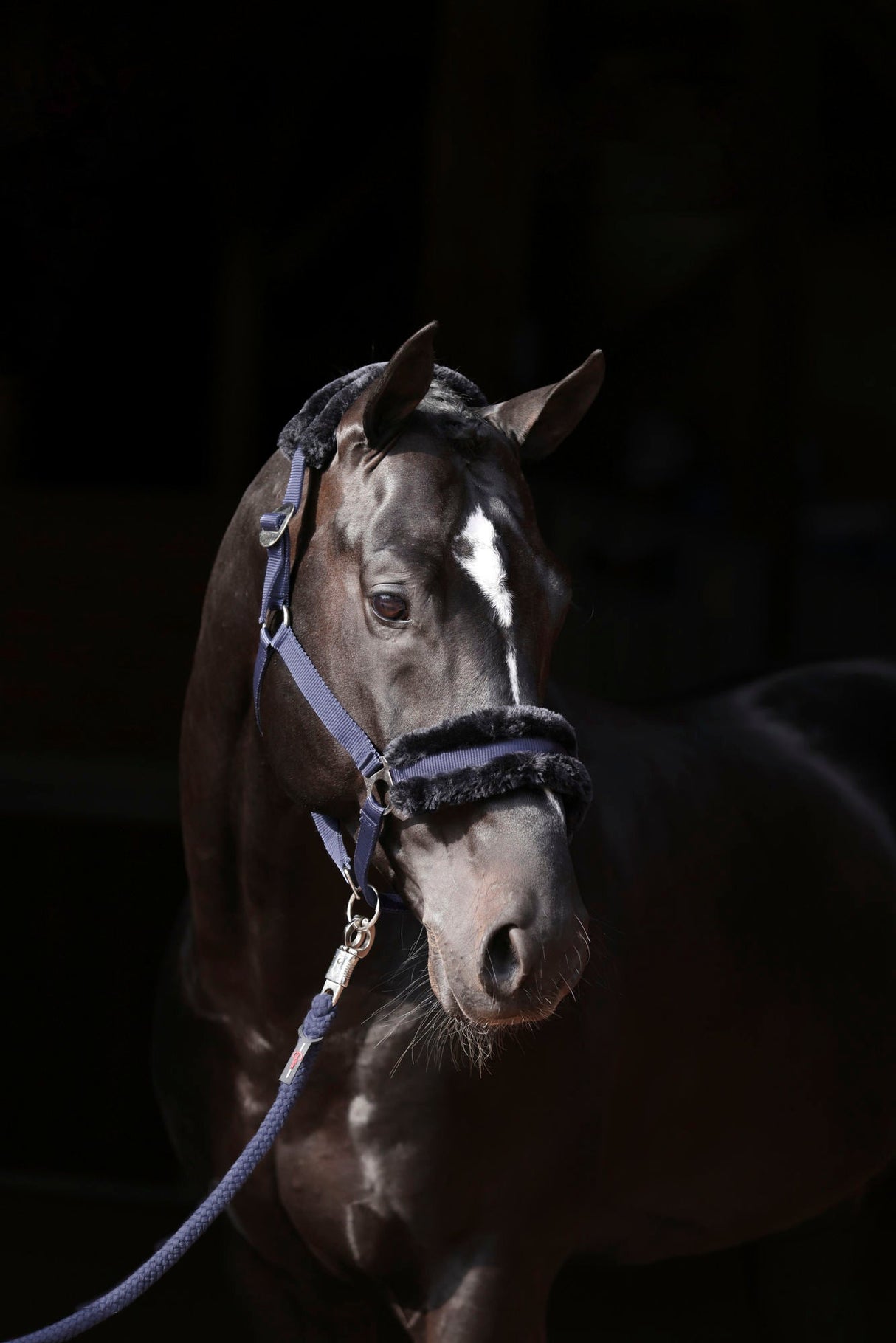 Kerbl Halfter ClassicSoft navy, Gr. Shetty 3224750